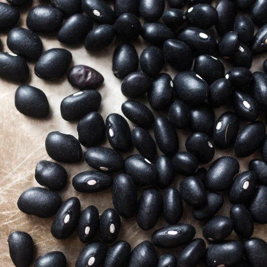 Bean Midnight Black Turtle MIgardener Seed