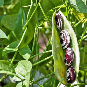 Bean Christmas Pole  MIGardener Seed