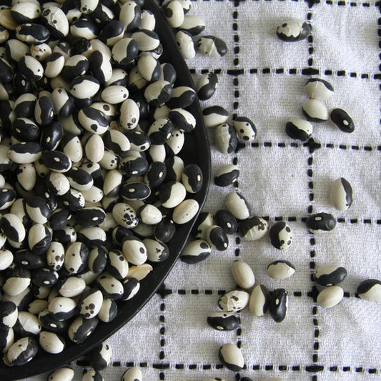 Bean Calypso MIgardener Seed