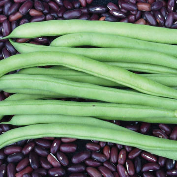 Bean Bush Provider  MIgardener Seed