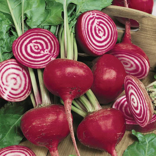 Beet Chioggia Migardener Seed