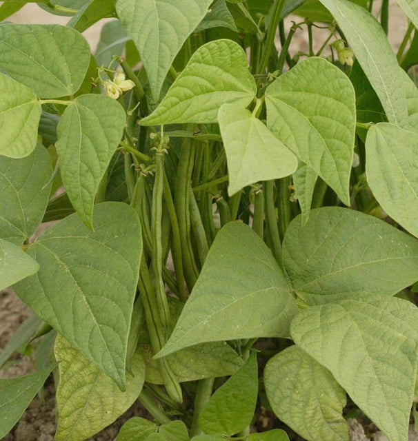 Bean Bush Jade WCS Seed