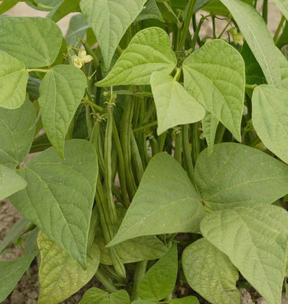 Bean Bush Jade WCS Seed
