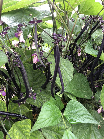 Bean Bush Velour WCS Seed