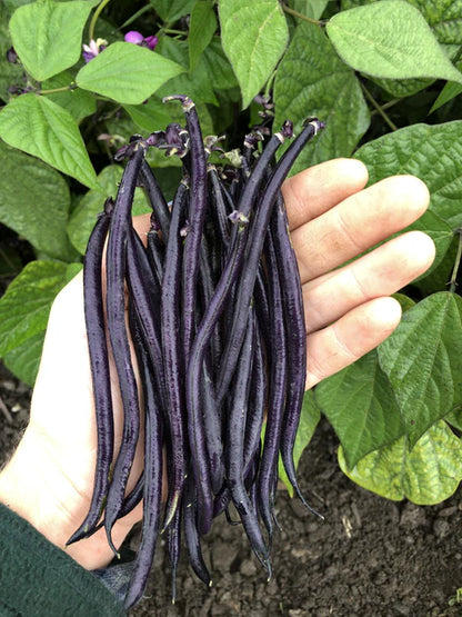 Bean Bush Velour WCS Seed