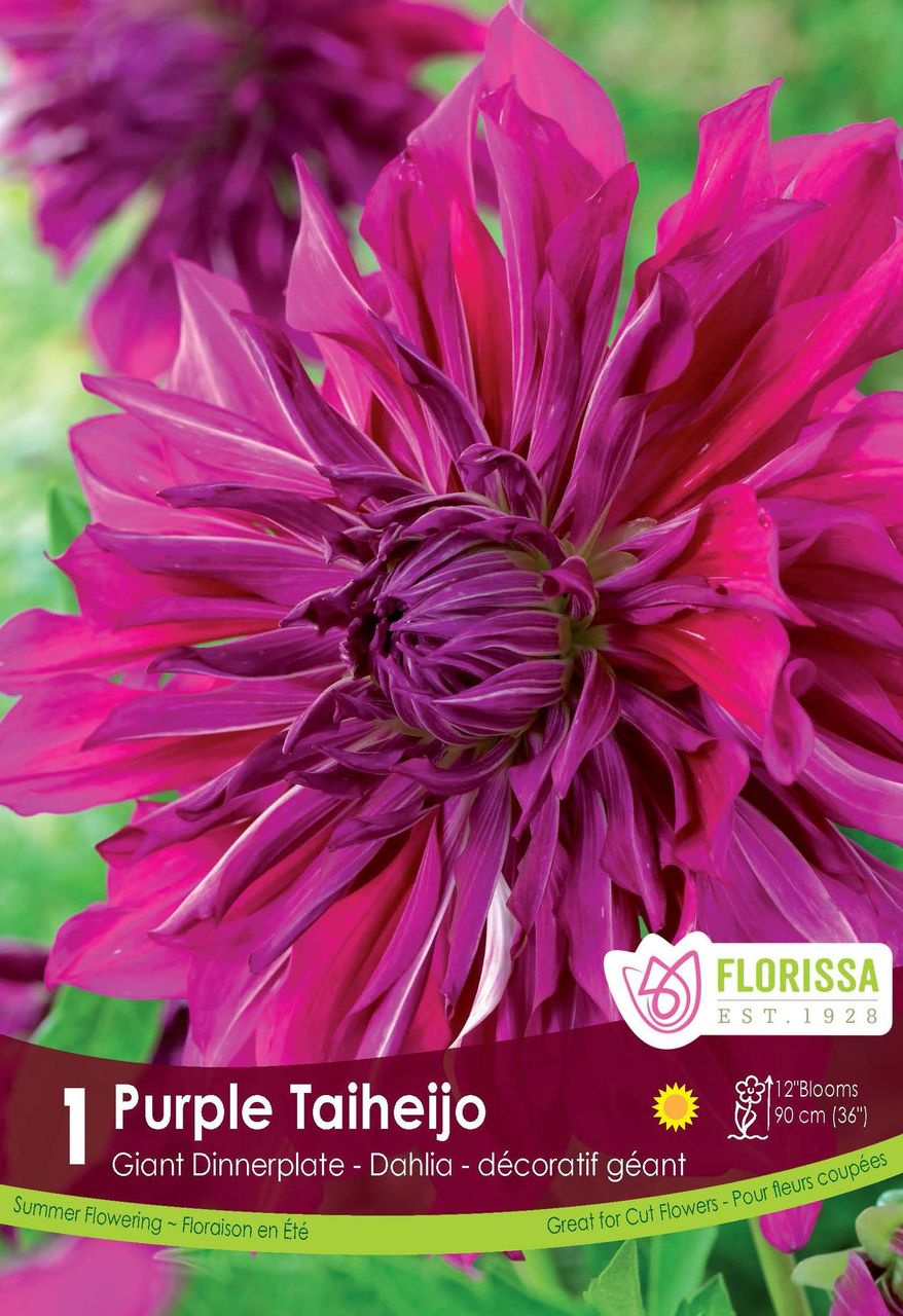 Dahlia Purple Taiheijo Dinnerplate Clump