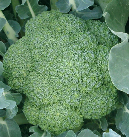 Broccoli Green Magic WCS Seed