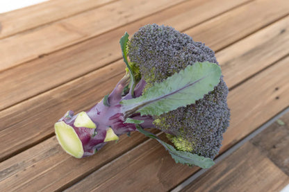 Broccoli Purple Magic WCS Seed