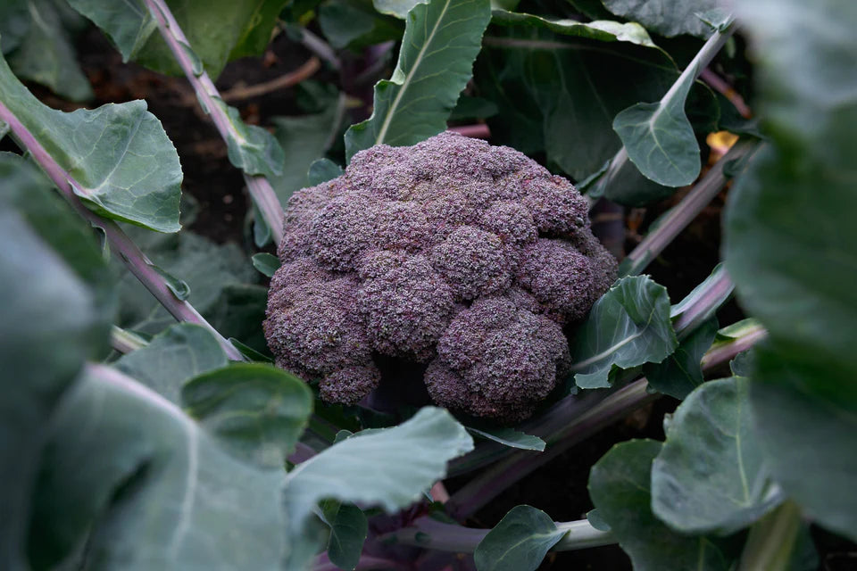 Broccoli Purple Magic WCS Seed