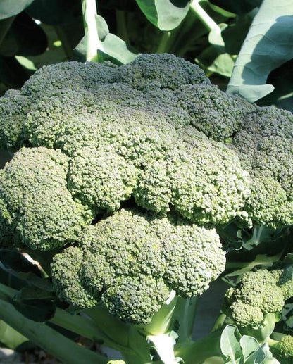 Broccoli Calabrese Organic WCS Seed