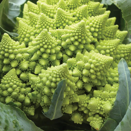 Broccoli Romanesco MIgardener Seed