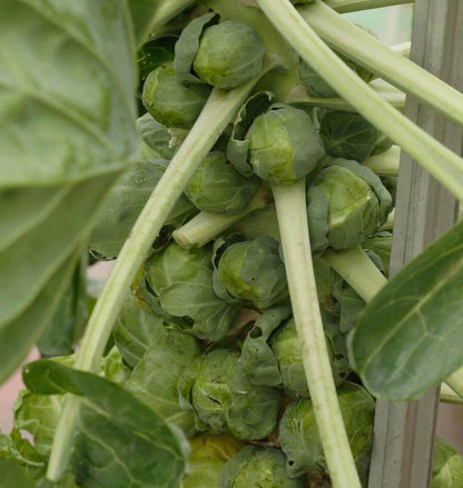 Brussel Sprouts Gustus WCS Seed