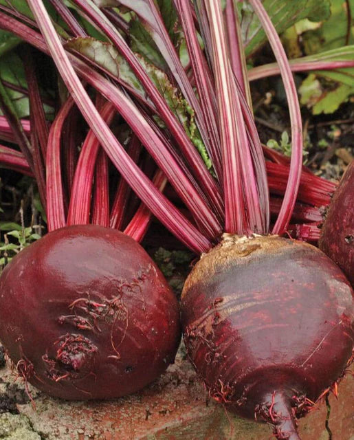 Beets Red Ace Organic WCS Seed