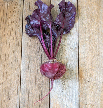 Beets Bulls Blood WCS Seed