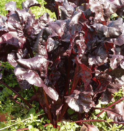 Beets Bulls Blood WCS Seed