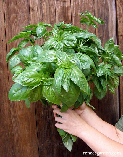 Basil Sweet Green
