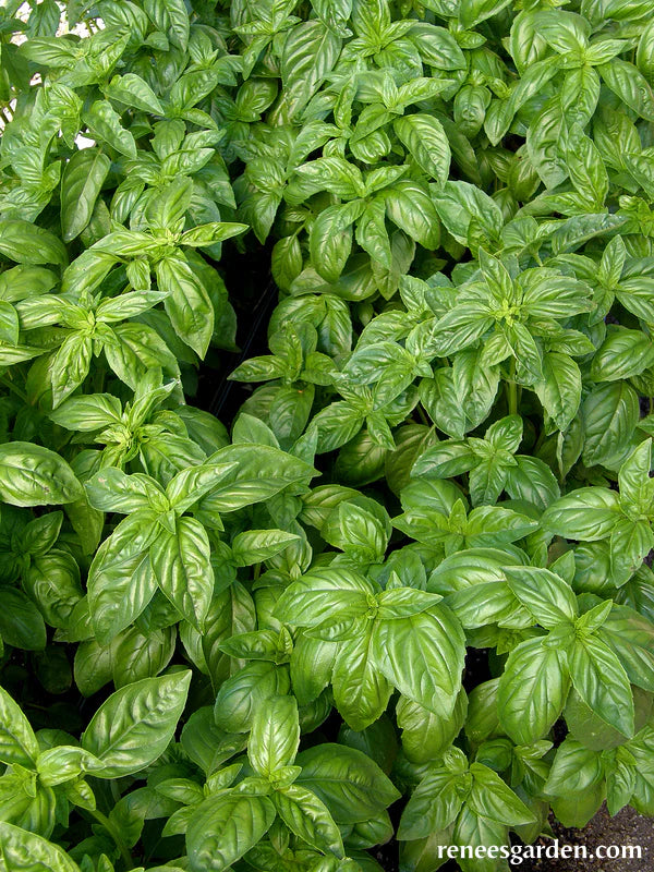 Basil Sweet Green