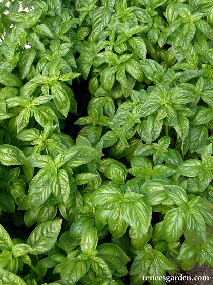 Basil Sweet Green