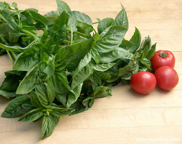 Basil Sweet Green