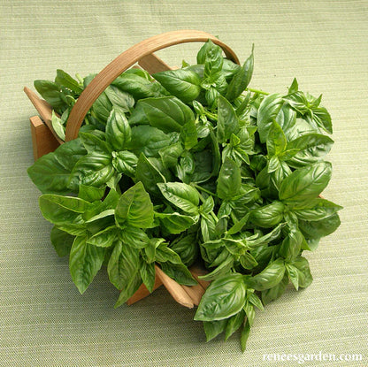 Basil Sweet Green