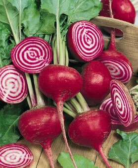 Beet Chioggia Guardsmark Organic OSC Seed