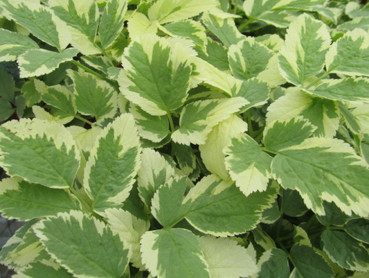 Bishops Goutweed 1G