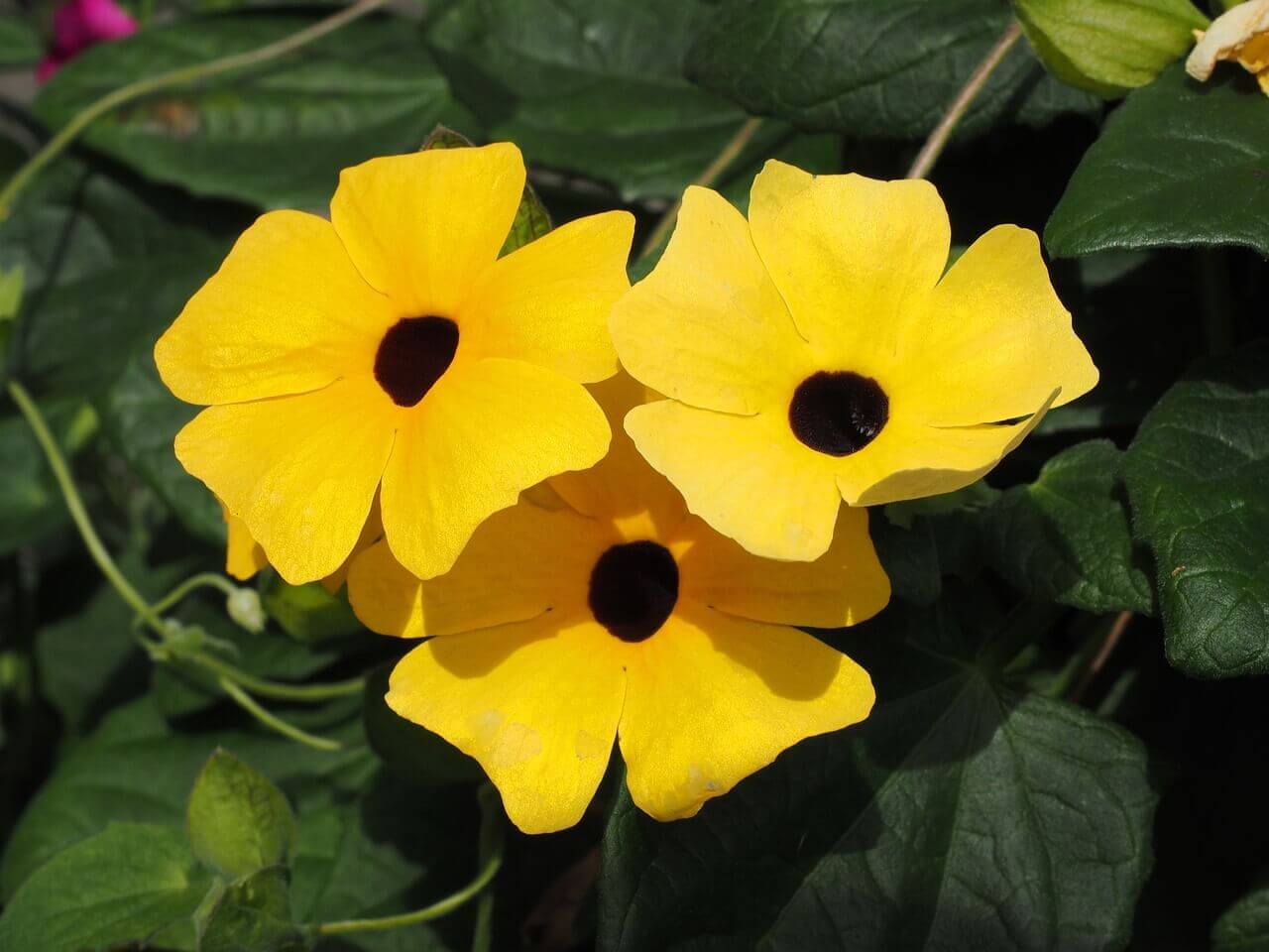 Thunbergia Black Eyed Susan Vine OSC Seed