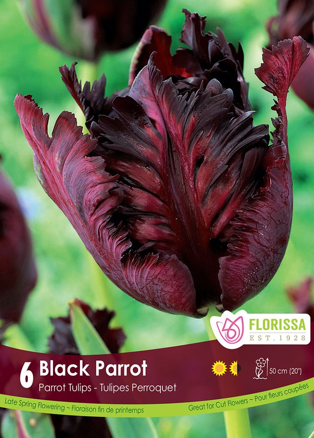 Tulip Black Parrot 6pk