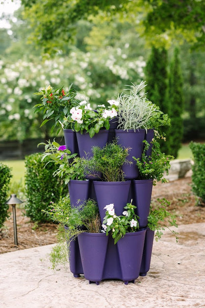 GreenStalk 3 Tier Blackberry