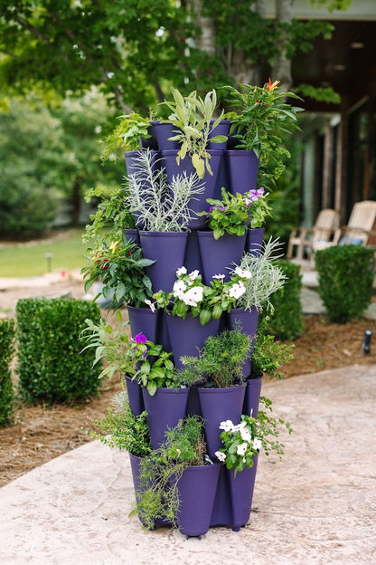 GreenStalk 5 Tier Blackberry