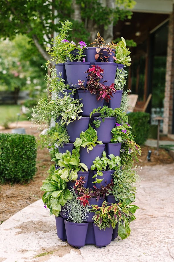 GreenStalk 7 Tier Blackberry