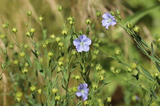 Flax Blue OSC Seed