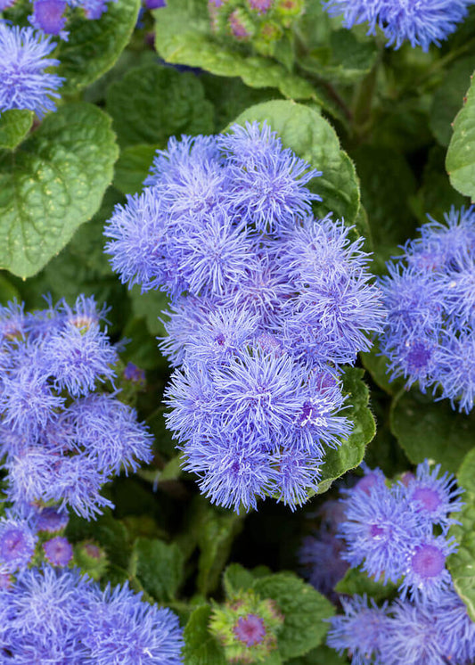 Ageratum OSC Seed