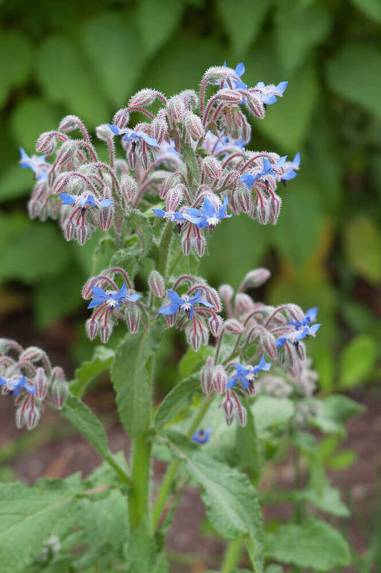 Borage OSC Seeds