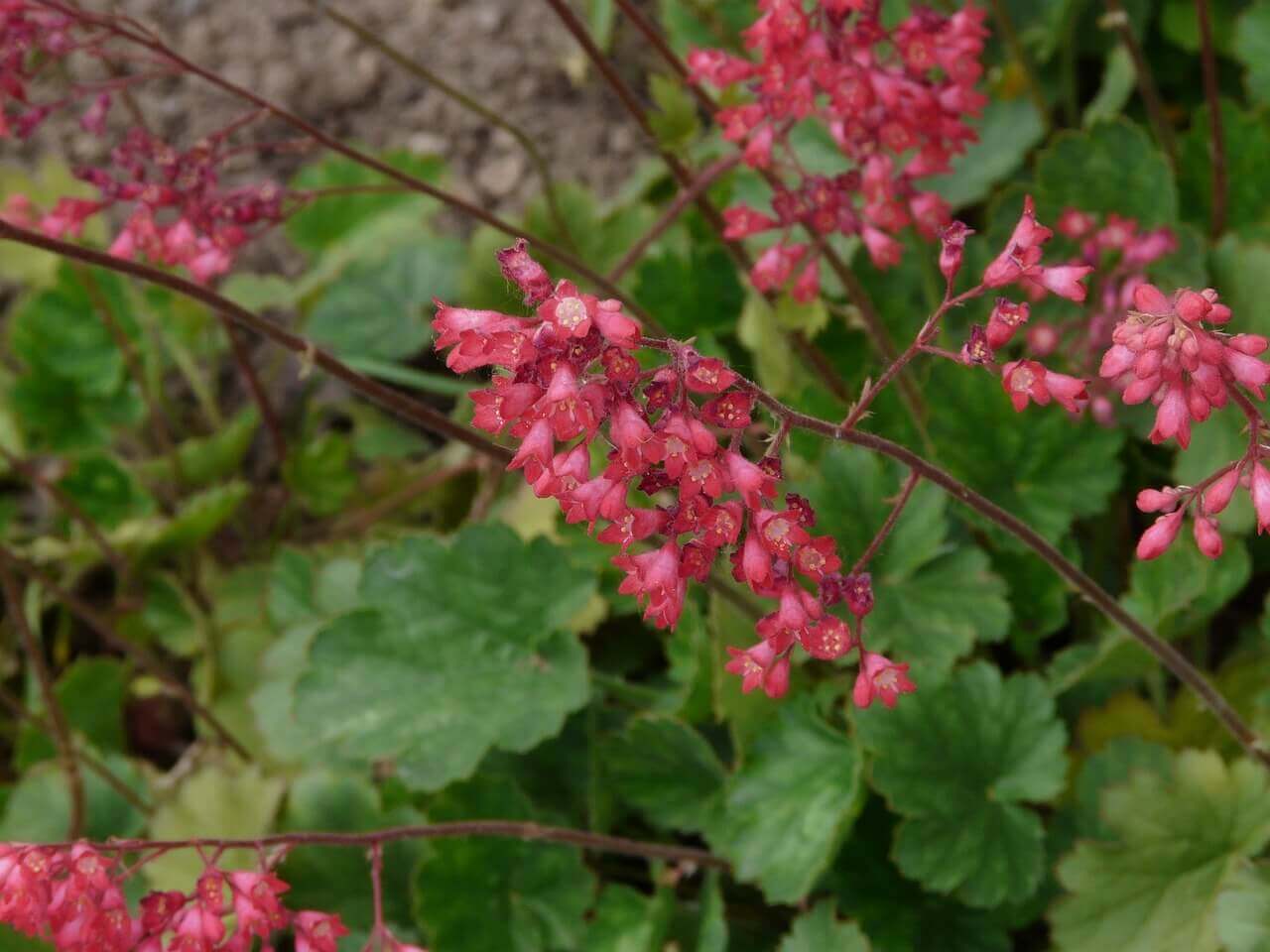 Heuchera Bressingham Hybird OSC Seed