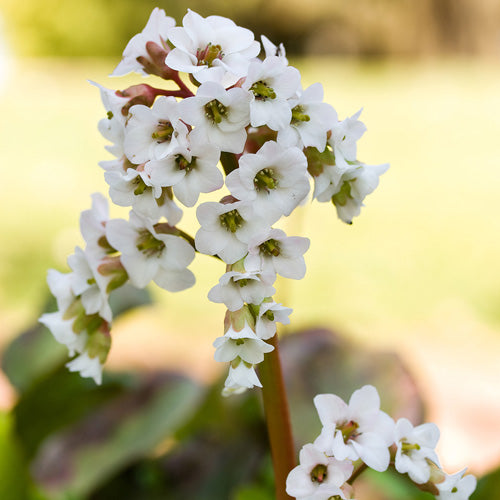 Bergenia Bressingham White 4" pot