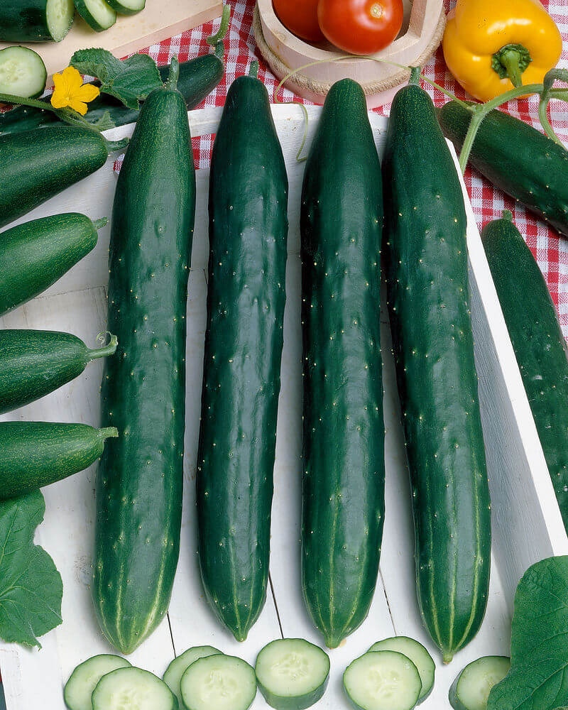 Cucumber Slicing Burpless Hybrid OSC Seeds