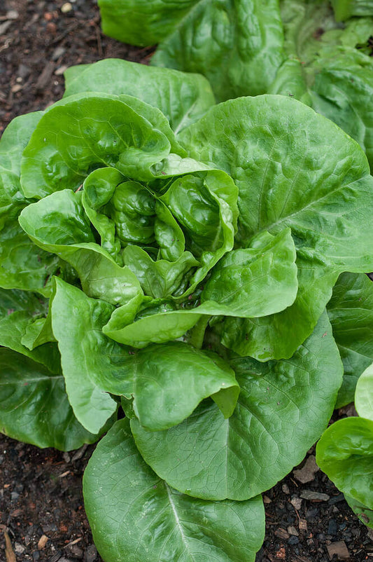 Lettuce Salad Collection Jumbo Pack OSC Seed