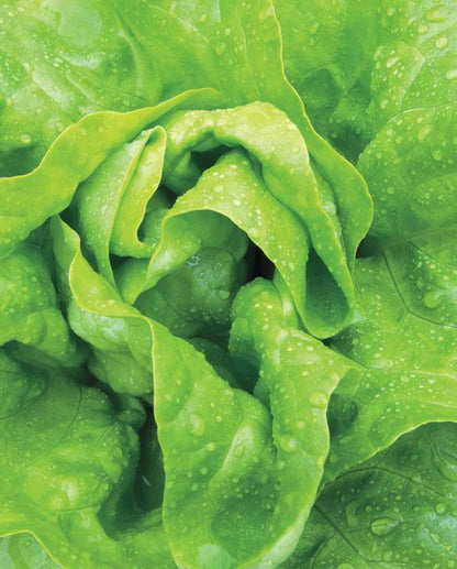 Lettuce Buttercrunch WCS Seed