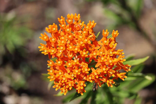 Milkweed Butterfly Weed OSC Seed