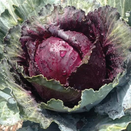 Cabbage Red Acre MIgardener Seed