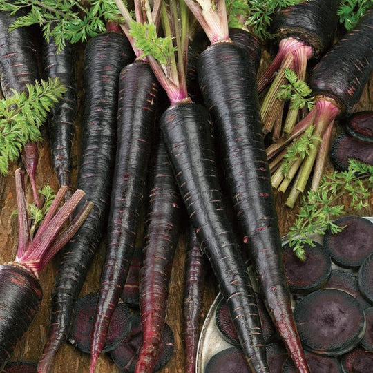 Carrot Black Nebula MIgardener Seed