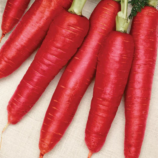 Carrot Atomic Red MIgardener Seed
