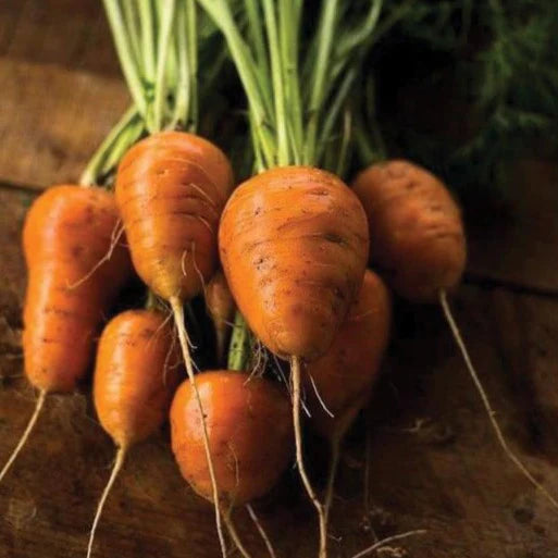 Carrot Oxheart MIgardener Seed