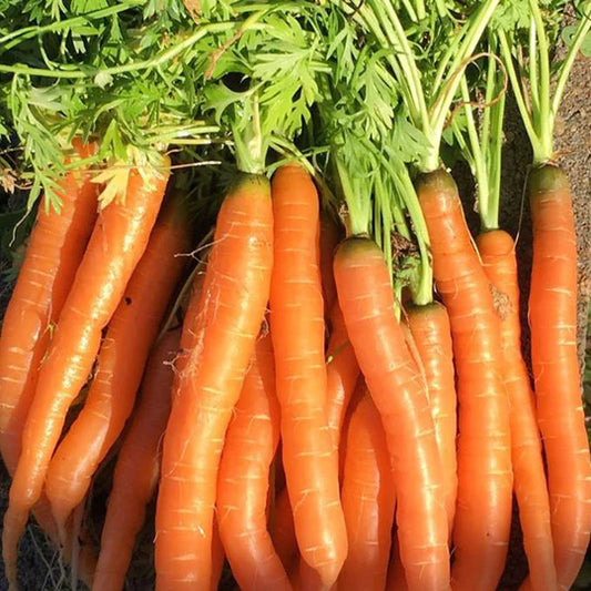 Carrot Tendersweet MIgardener Seed