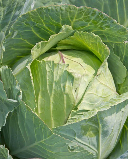 Cabbage Copenhagen Market WCS Seed