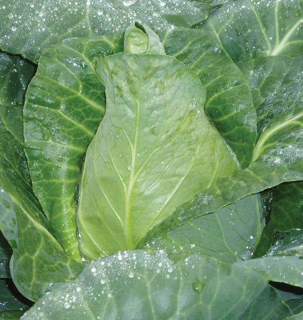 Cabbage Caraflex WCS Seed