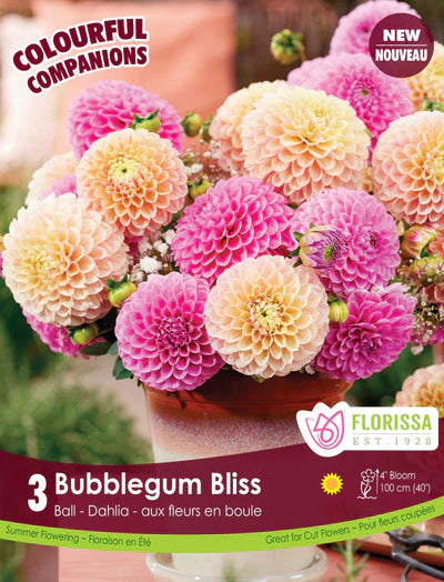 Dahlia Bubblegum Bliss Colourful Companion Clumps