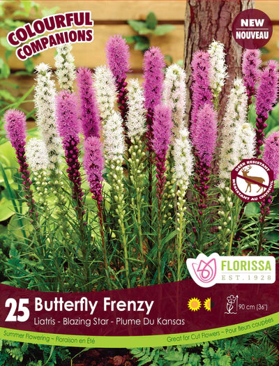 Liatris Butterfly Frenzy Bulbs