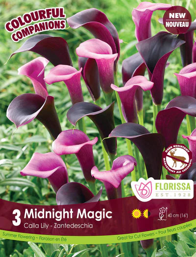 Calla Midnight Magic Colourful Companion Bulbs